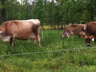 Cows graze at the Chapel Hill Creamery