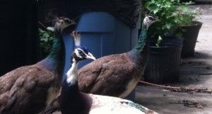 Scientists are trying to learn more about why peacocks' colorful feathers are so attractive to female birds.  (Photo by Daniel Lane)