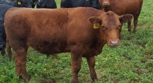 Mills Family Farm in Mooresville is the home of about 210 head of cattle, some of which are processed into burgers. Photo courtesy of Louis Fernandez)