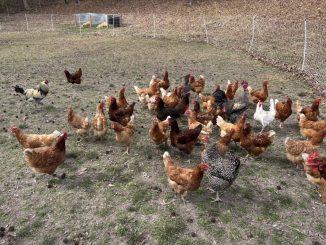 A large group of chickens walk on the grass of Valley Love Farm and Seven Falls Farm. Some have orange feathers, others have brown feathers.